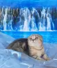 Zdjęcie №1. scottish fold - na sprzedaż w Stawropol | 1289zł | Zapowiedź № 29242