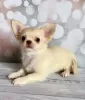 Zdjęcie №3. Chihuahua. Niemcy