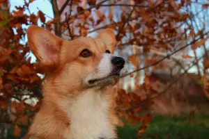 Dodatkowe zdjęcia: Welsh Corgi Pembroke Puppies