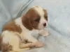 Zdjęcie №3. Cavalier king Charles Szczenięta.. Litwa