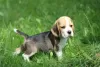 Zdjęcie №3. Beagle piesek trocolorowy ZKwP (FCI). Polska