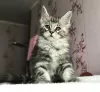 Dodatkowe zdjęcia: Kocięta Maine Coon