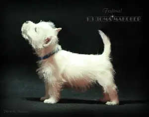 Dodatkowe zdjęcia: West Highland White Terrier ze wspaniałej pary!