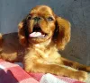 Zdjęcie №1. cavalier king charles spaniel - na sprzedaż w Krivoy Rog | 1814zł | Zapowiedź №7787