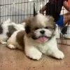 Zdjęcie №2 do zapowiedźy № 93495 na sprzedaż  shih tzu - wkupić się USA 