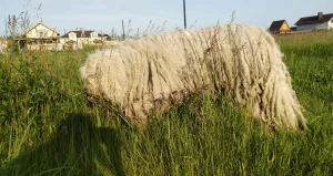 Dodatkowe zdjęcia: Komondor