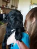 Dodatkowe zdjęcia: Szczeniaki Cane Corso