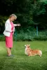 Dodatkowe zdjęcia: szczenięta welsh corgi pembroke od Championa