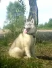 Zdjęcie №1. husky syberyjski - na sprzedaż w Woroneż | 2578zł | Zapowiedź №11611