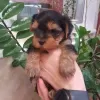 Zdjęcie №1. yorkshire terrier - na sprzedaż w Krym | 7626zł | Zapowiedź №9842