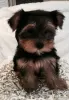 Zdjęcie №1. yorkshire terrier - na sprzedaż w Strasbourg | negocjowane | Zapowiedź №10211