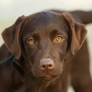 Dodatkowe zdjęcia: Szczenięta Labrador Retriever