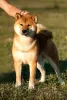 Zdjęcie №3. Samiec Shiba Inu, Shiba Inu, Shiba Inu jest otwarty na krycie w Federacja Rosyjska. Zapowiedź № 14096