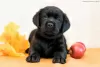 Zdjęcie №1. labrador retriever - na sprzedaż w Orenburg | 2232zł | Zapowiedź №8182