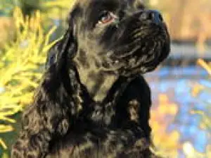 Zdjęcie №1. cocker spaniel amerykański - na sprzedaż w Dzerzhinsk | 770zł | Zapowiedź №798