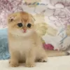 Zdjęcie №3. Doskonałe kocięta Scottish Fold z rodowodem. Niemcy