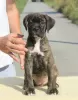 Zdjęcie №1. cane corso - na sprzedaż w Vršac | negocjowane | Zapowiedź №71633