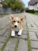 Dodatkowe zdjęcia: Do sprzedania corgi