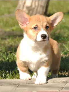 Zdjęcie №1. welsh corgi - na sprzedaż w Kijów | 3838zł | Zapowiedź №1856