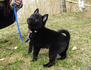 Zdjęcie №4. Sprzedam schipperke w Vladimir. hodowca - cena - 2553zł