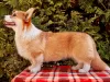 Dodatkowe zdjęcia: Szczeniak walijski Corgi Pembroke