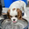 Zdjęcie №1. cavalier king charles spaniel - na sprzedaż w Horgen | negocjowane | Zapowiedź №17415