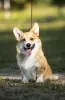 Zdjęcie №2 do zapowiedźy № 68881 na sprzedaż  welsh corgi - wkupić się Federacja Rosyjska hodowca