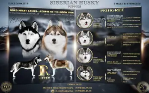 Dodatkowe zdjęcia: Wysoko urodzone szczenięta rasy Siberian Husky