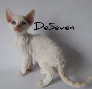 Zdjęcie №1. devon rex - na sprzedaż w Kijów | Negocjowane | Zapowiedź № 4415