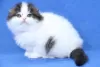 Zdjęcie №4. Sprzedam scottish fold w Эспоо.  - cena - 837zł