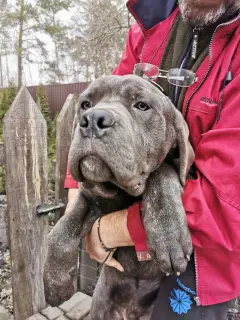 Zdjęcie №1. cane corso - na sprzedaż w Буча | 1915zł | Zapowiedź №4875