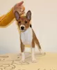 Zdjęcie №1. basenji - na sprzedaż w Piotrków Kujawski | negocjowane | Zapowiedź №91751