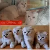 Zdjęcie №2 do zapowiedźy № 10811 na sprzedaż  scottish fold - wkupić się Ukraina hodowca