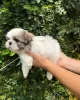 Zdjęcie №1. shih tzu - na sprzedaż w Richmond | negocjowane | Zapowiedź №42910