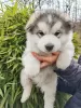 Zdjęcie №4. Sprzedam alaskan malamute w Slovenj Gradec. prywatne ogłoszenie - cena - 5441zł