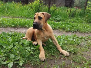 Dodatkowe zdjęcia: Boerboel z Afryki Południowej