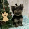 Zdjęcie №3. Szczeniak Yorkshire Terrier. Ukraina