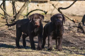 Zdjęcie №2 do zapowiedźy № 5995 na sprzedaż  labrador retriever - wkupić się Federacja Rosyjska od żłobka