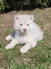 Zdjęcie №3. Siberian husky szczenięta rzadkiego koloru izabela. Białoruś