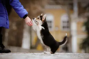 Dodatkowe zdjęcia: Chic Welsh Corgi Pembroke Puppies