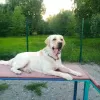 Zdjęcie №1. labrador retriever - na sprzedaż w Москва | 1289zł | Zapowiedź № 64461