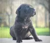 Zdjęcie №2 do zapowiedźy № 129035 na sprzedaż  cane corso - wkupić się Serbia 