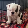 Zdjęcie №3. Chiot bouledogue anglais à vendre. Francja