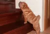 Zdjęcie №3. Szczenięta Shar Pei. Federacja Rosyjska