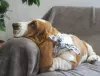 Zdjęcie №1. basset hound - na sprzedaż w Москва | 2578zł | Zapowiedź №13187