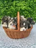 Zdjęcie №2 do zapowiedźy № 99361 na sprzedaż  welsh corgi - wkupić się Niemcy 