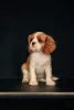 Zdjęcie №2 do zapowiedźy № 98634 na sprzedaż  cavalier king charles spaniel - wkupić się Łotwa 