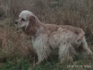 Zdjęcie №1. cocker spaniel amerykański - na sprzedaż w Mińsk | Negocjowane | Zapowiedź №5122