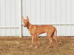 Dodatkowe zdjęcia: Faraon Dog Puppy