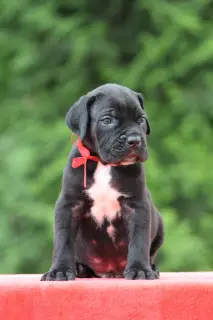 Zdjęcie №3. Szczenięta Cane Corso. Białoruś